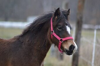 WELSH COB - klisna