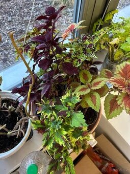 Africke koprivy, hosty, trvalky