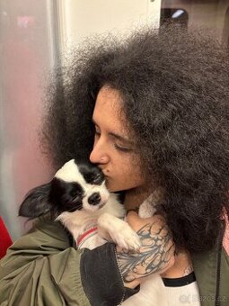 Dlouhosrstá čivava