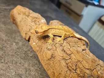 Letošní sameček pagekon řasnatý