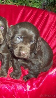 Anglický  kokršpaněl