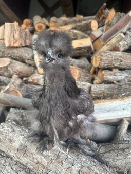 Hedvabnička velká vousatá