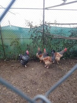 Krizenci kohotu 2 ks