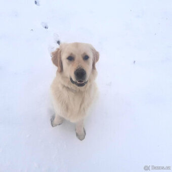 Zlatý retrívr - Golden Retriever - štěně, pes, 8 měsíců
