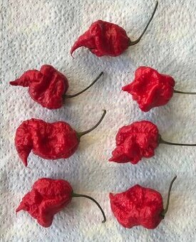 Carolina Reaper, semínka