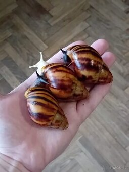 Africký šnek archachatina marginata suturalis