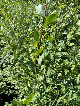 Jilm sibiřský kontejnerovaná sadba 80-100 cm/2LK