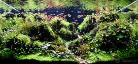 Realizace akvárií na míru – Přírodní, rostlinná i Malawi