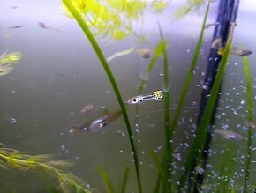 Paví očka, gupky, Poecilia reticulata
, Vsetín