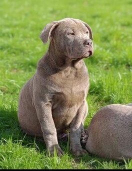 American bully xl xxl