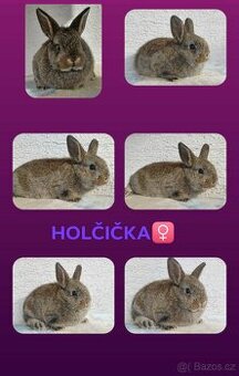 Samička Zakrslý Králíček Hladký❤️❤️