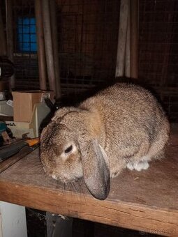 Zakrslý beránek divoce zbarvený