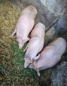 Domácí vykrmené prase