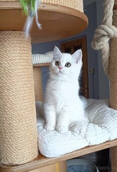 Koťátka britské kočky s PP