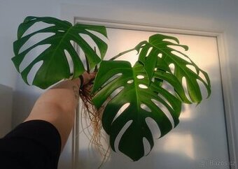 Monstera deliciosa