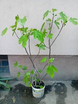Fíkovník hodně rozvětvený 150cm