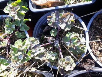 Orlicek  Aquilegia- modra, fialova, ruzova, bila barva kvetu
