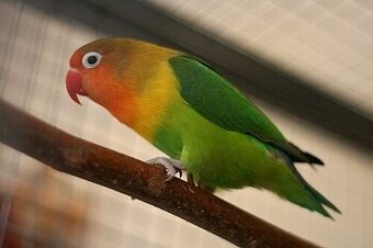 Agapornis Fischerův