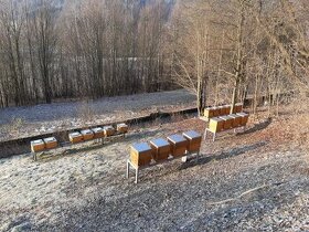 Včely - vyzimované včelstvo, oddělek 39x24