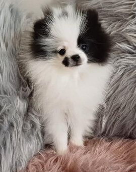 Pomeranian fenka s PP