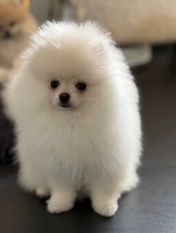 Pomeranian s PP