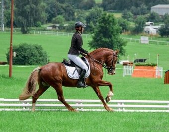 Připuštění welsh cob