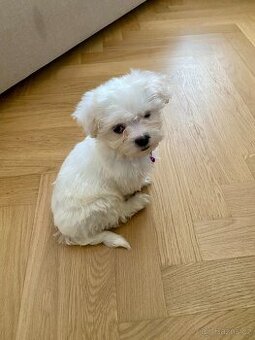 maltézské štěně na prodej / maltese puppy for sale