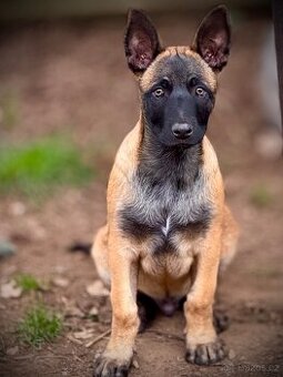 BELGICKÝ OVČÁK MALINOIS - ŠTĚŇATA