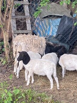 Dorper x Kamerun
