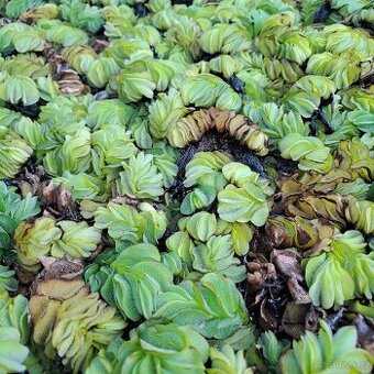 Salvinia – plovoucí kapradina pro zdravé a krásné jezírko