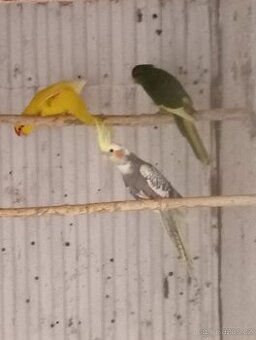 Kakariki