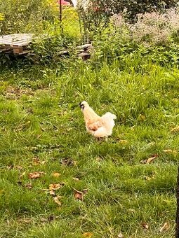 Hedvábnička kohoutek