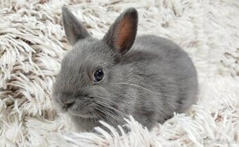 Zakrslý králík, králíček- SANDY