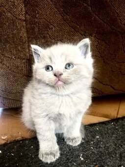 Britská lila koťátka – 5 holčiček 🐾