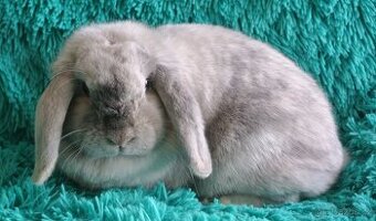 minilop - samička - PLATÍ DO SMAZÁNÍ