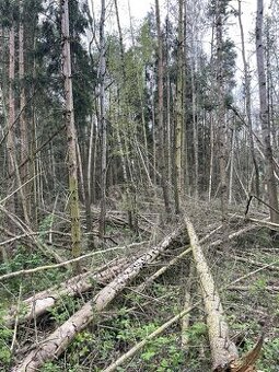 Prodám lesní pozemky v k.ú. Hradiště u Domažlic