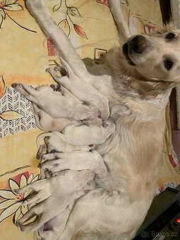 Zlatý retrívr bez PP 🐶