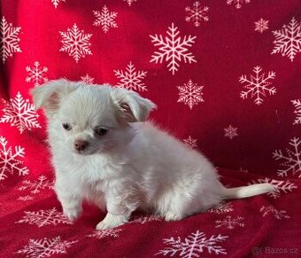 Čivava dlouhosrstá s PP