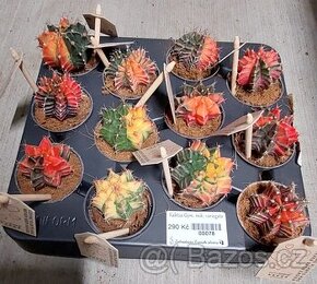 Kaktus Gym. mihanovichii 'variegata'