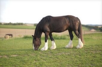 Shire horse kobylka