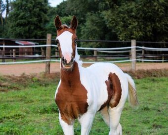 APH klisna po Cat Prints