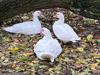 Kachna pižmová kačeři