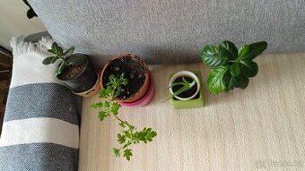 Prodam rostliny, kvetiny