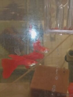 Paví očko Albino full red