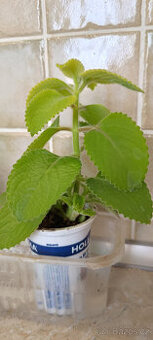 RÝMOVNÍK,  KALÍSIE vonná - - viz text a fota