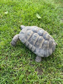 Želva žlutohnědá Testudo graeca - 1