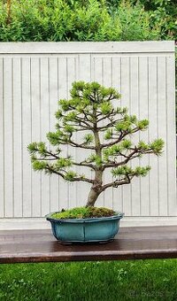 Bonsai, bonsaj, borovice v misce