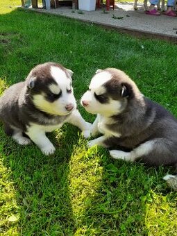 SIBIŘSKÝ HUSKY