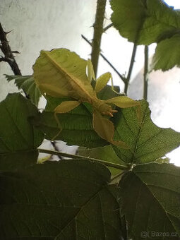 LUPENITKY FILIPÍNSKÉ phyllium philippinicum