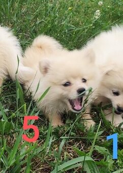 Špic pomeranian štěňátka